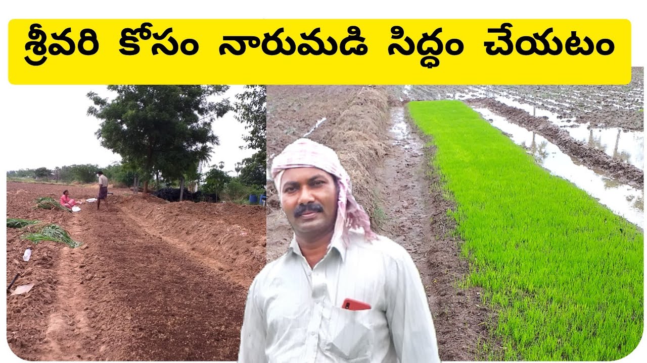 శ్రీవరి నారుమడి || Srivari kosam narumadi || sri vari cultivation || grameena vyavasayam || paddy