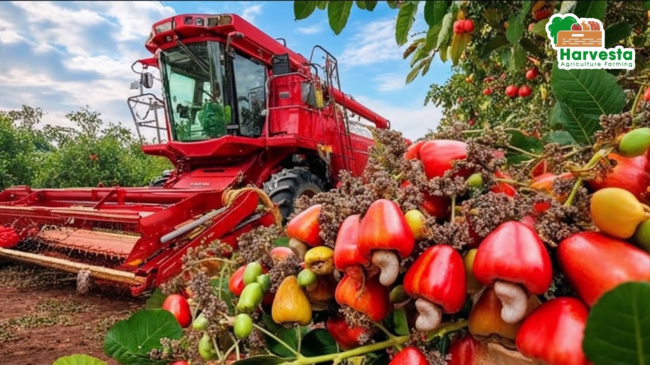 How Vietnam Processes 700K Tons of Cashews &ndash; Earning Over $3.6B in Exports | Agriculture Farming