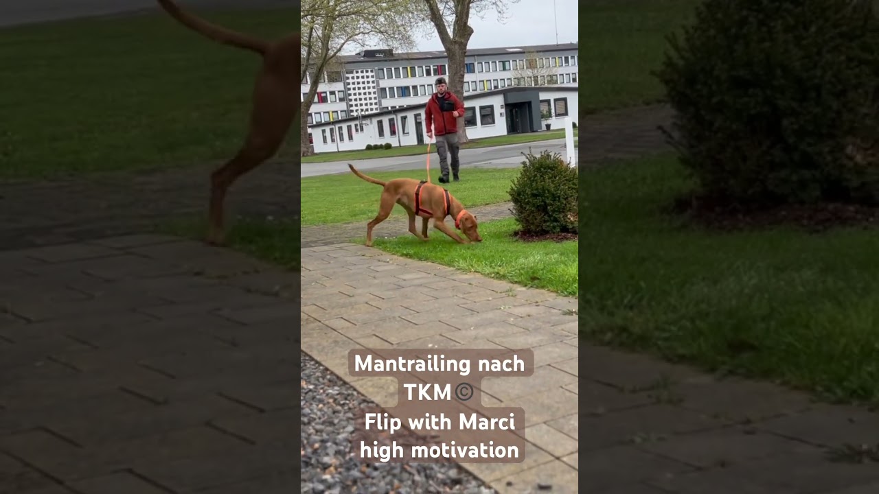 #Mantrailing nach TKM &copy;️ Flip with Vizsla Marci, high motivation #mantrailer #vizsla #trackerdog