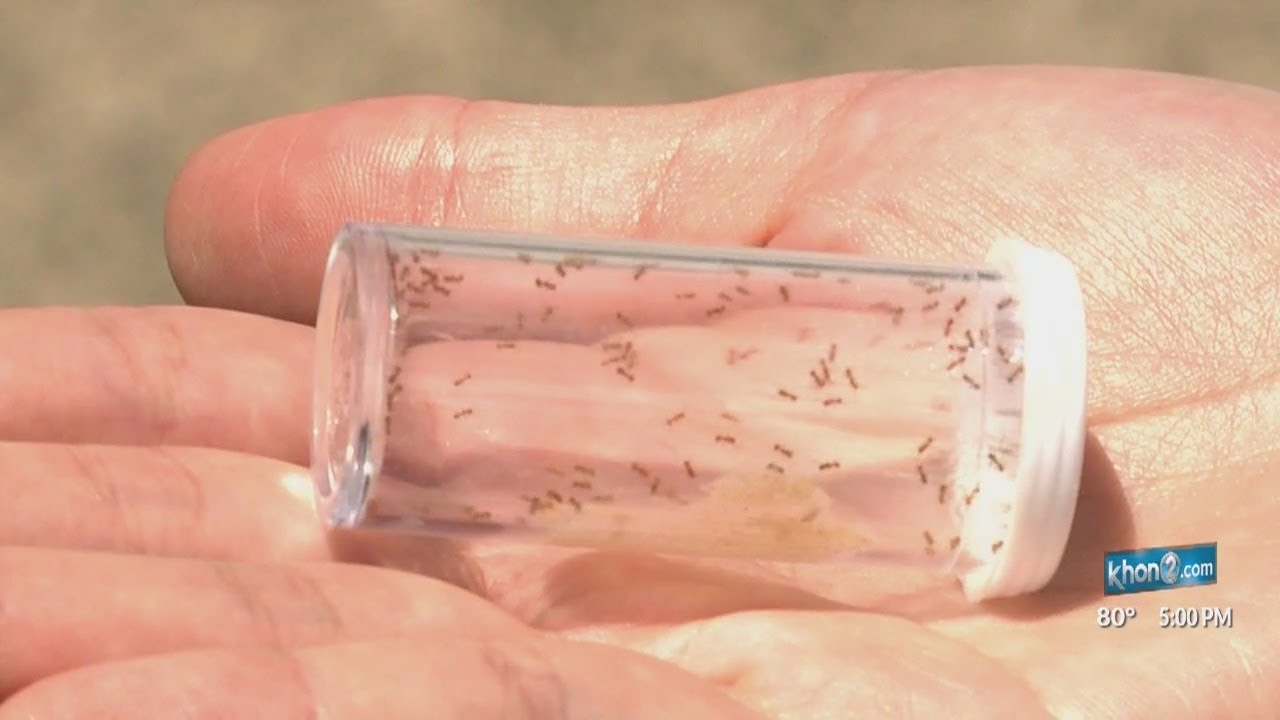 Infestation of little fire ants, among world's worst invasive species, found in Kaneohe