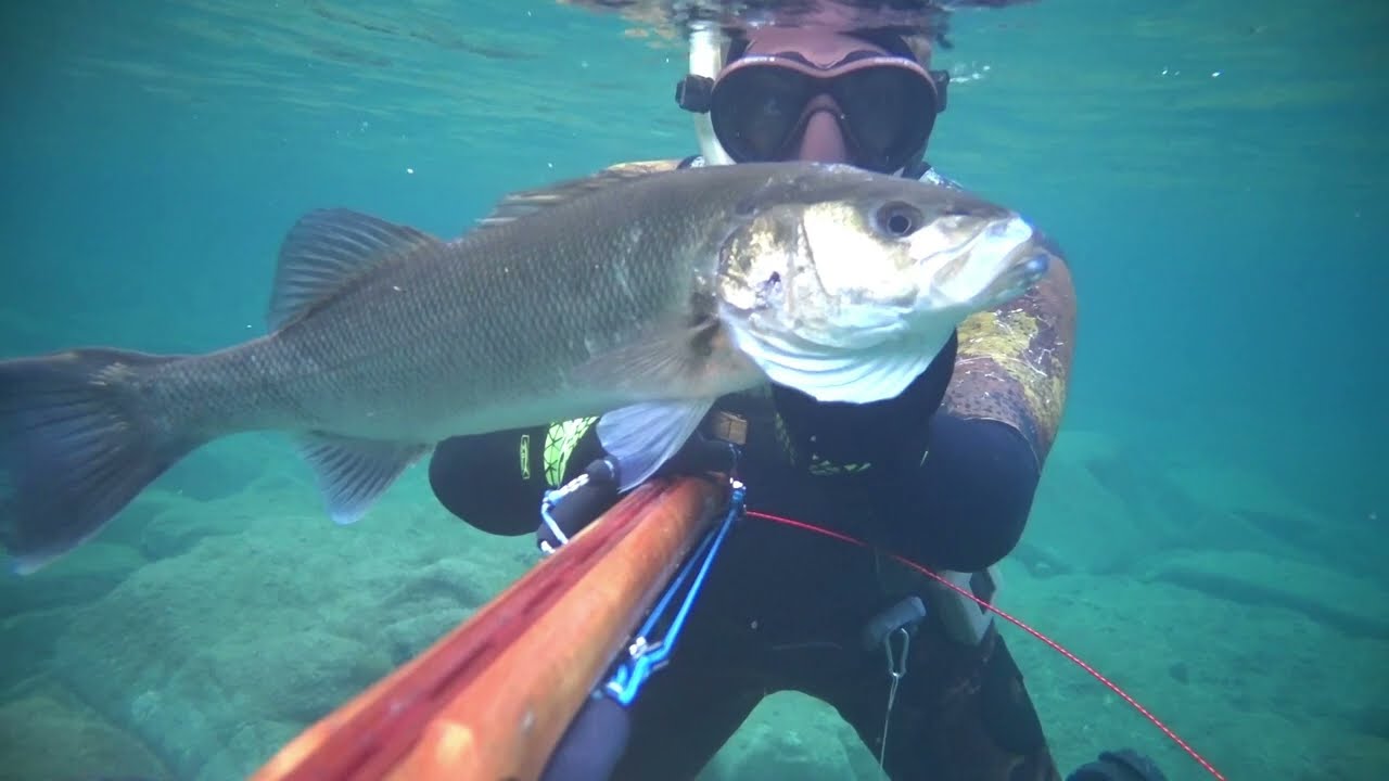 Top 10 spigole - SEABASS Agguato e Aspetto