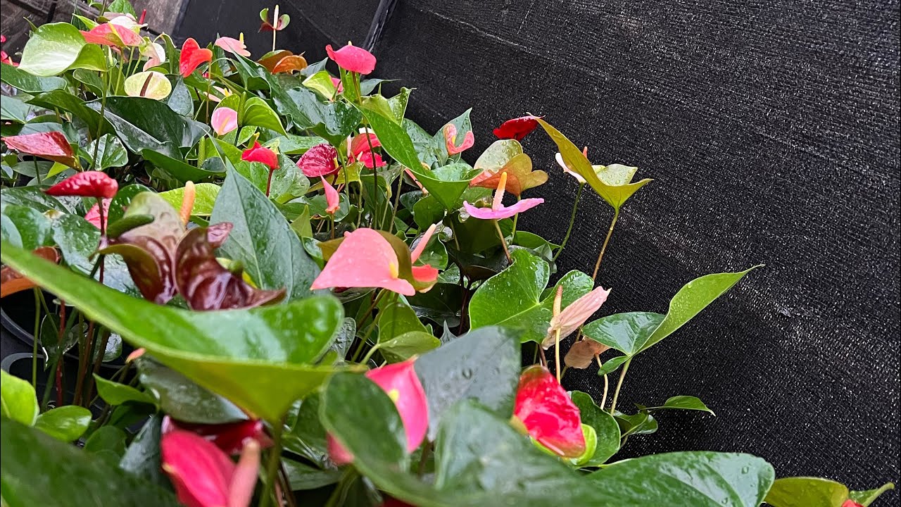 ඇන්තූරියම් වගාවක් කරන්න ආස ඔයාට සීට්ටු ක්‍රමයට මල් ගන්න ඕනිද මව්ශාක 50 සීට්ටුවක් 0773407293 
