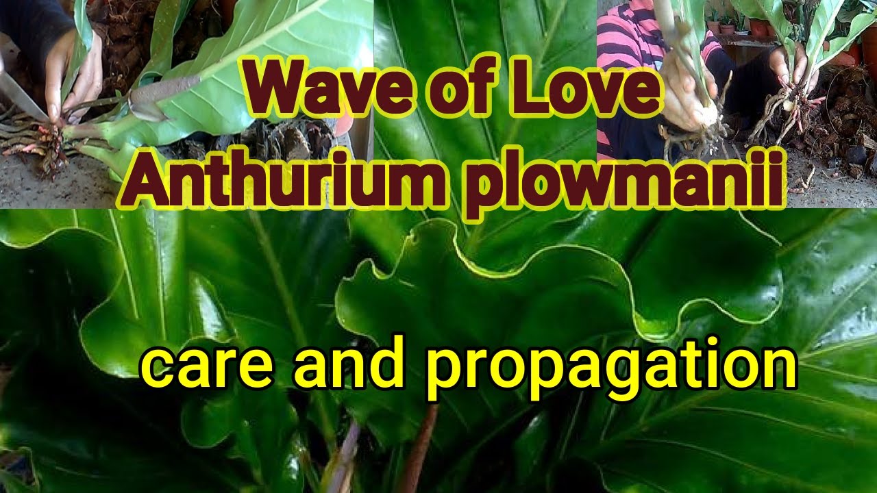 Wave of love/Anthurium plowmanii care and propagation