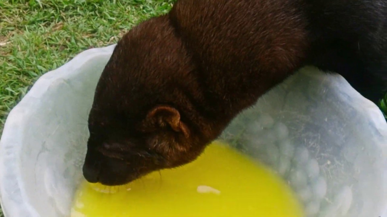 Enriquecimiento ambiental práctica para el bienestar animal