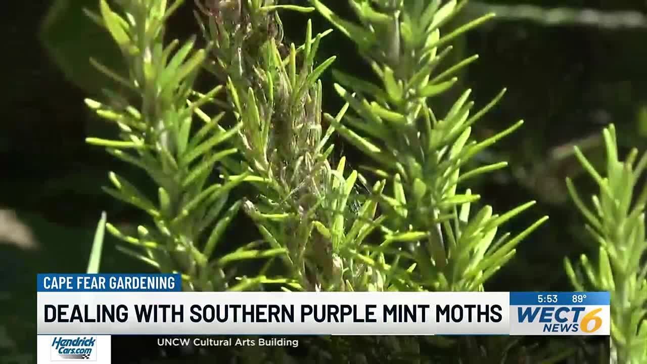 Cape Fear Gardening: Dealing with southern purple mint moths