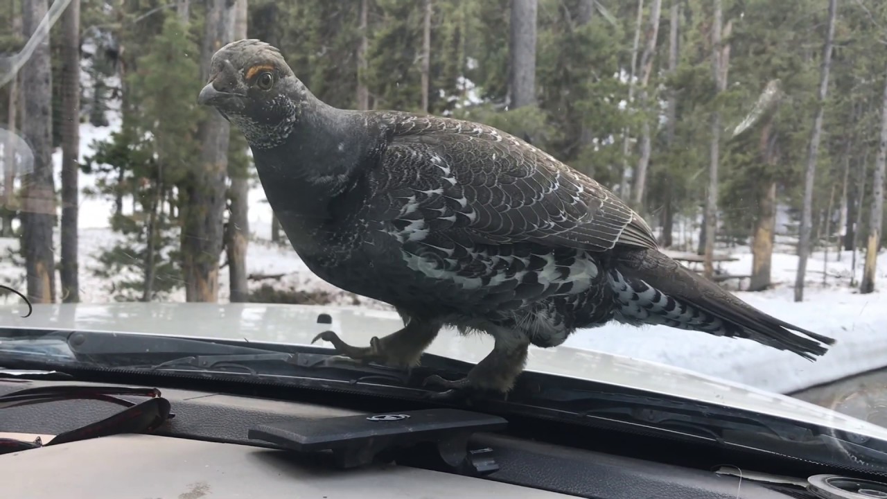 A Grouse Attack.