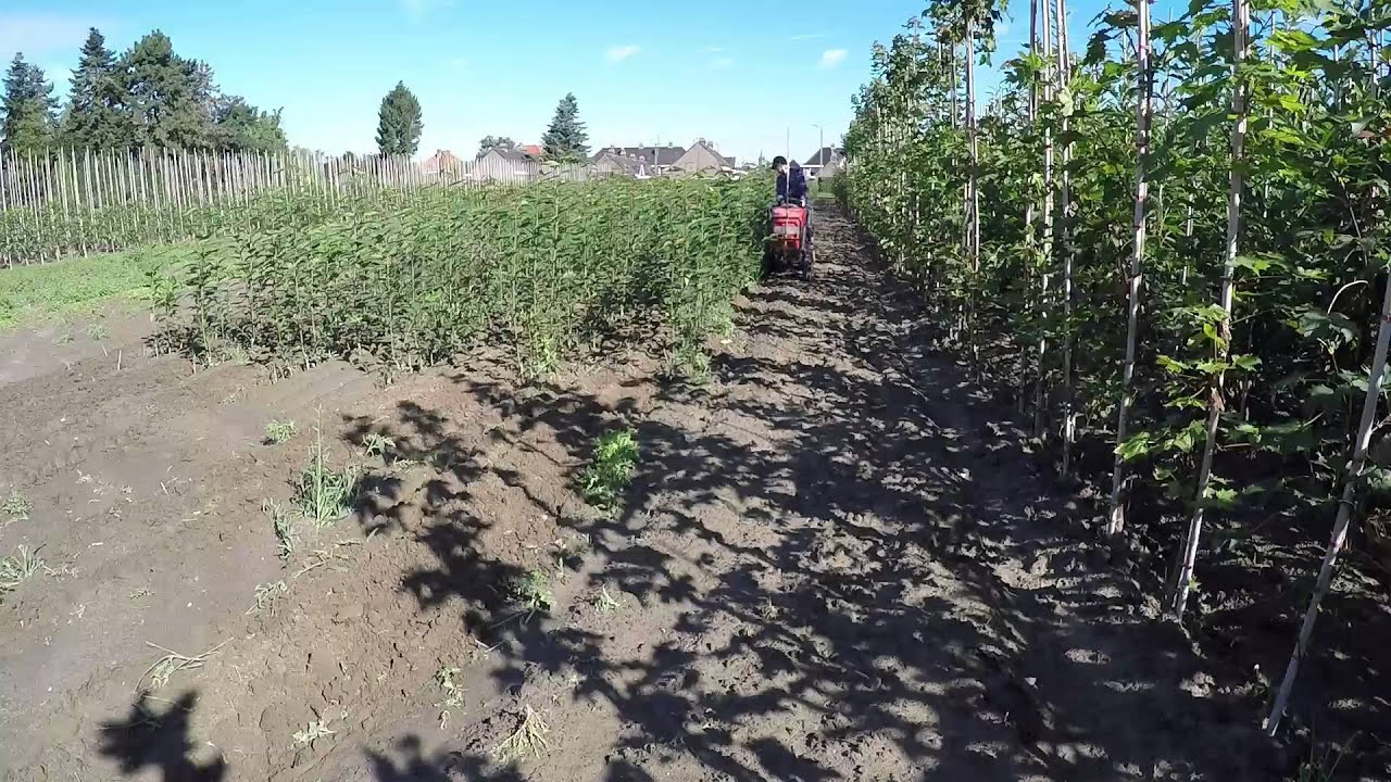 De boomkwekerij: Mini tractor met frees