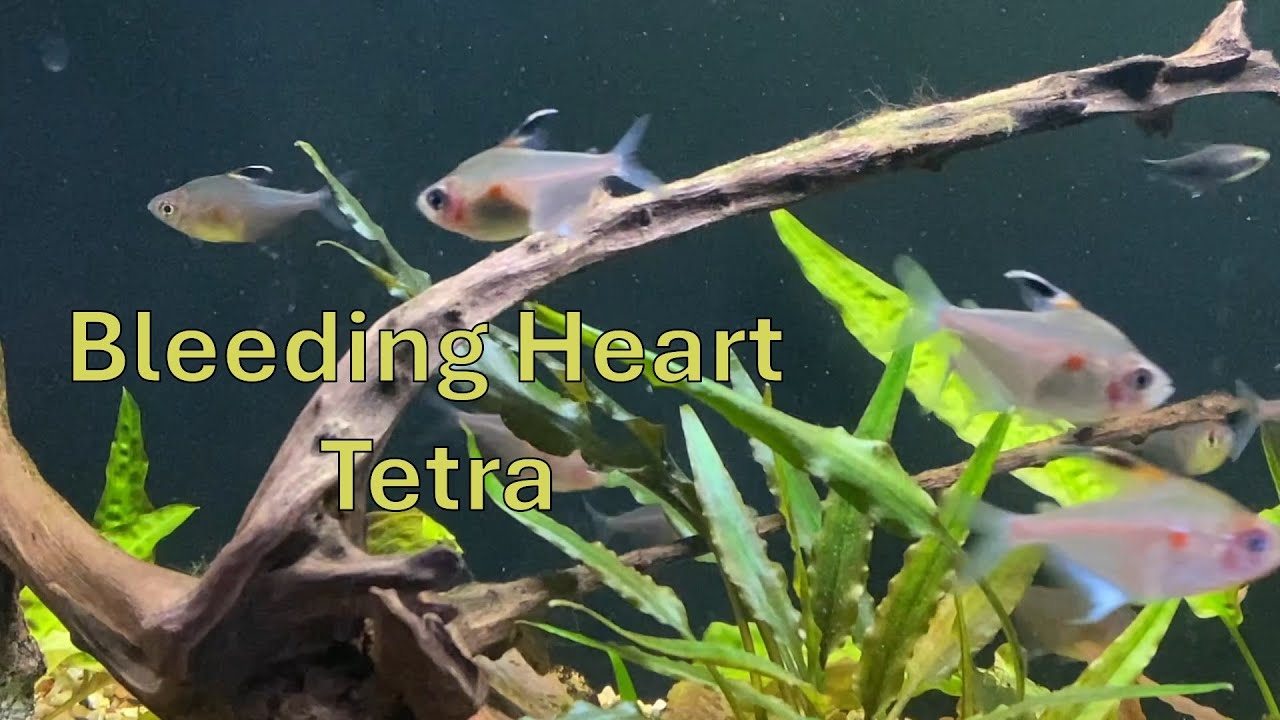 Keeping Bleeding Heart Tetra