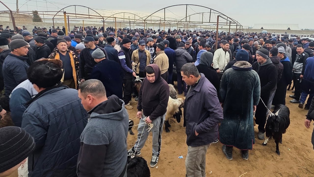 KAKAYDI PAYSHANBA BOZORI 12.02.2026y