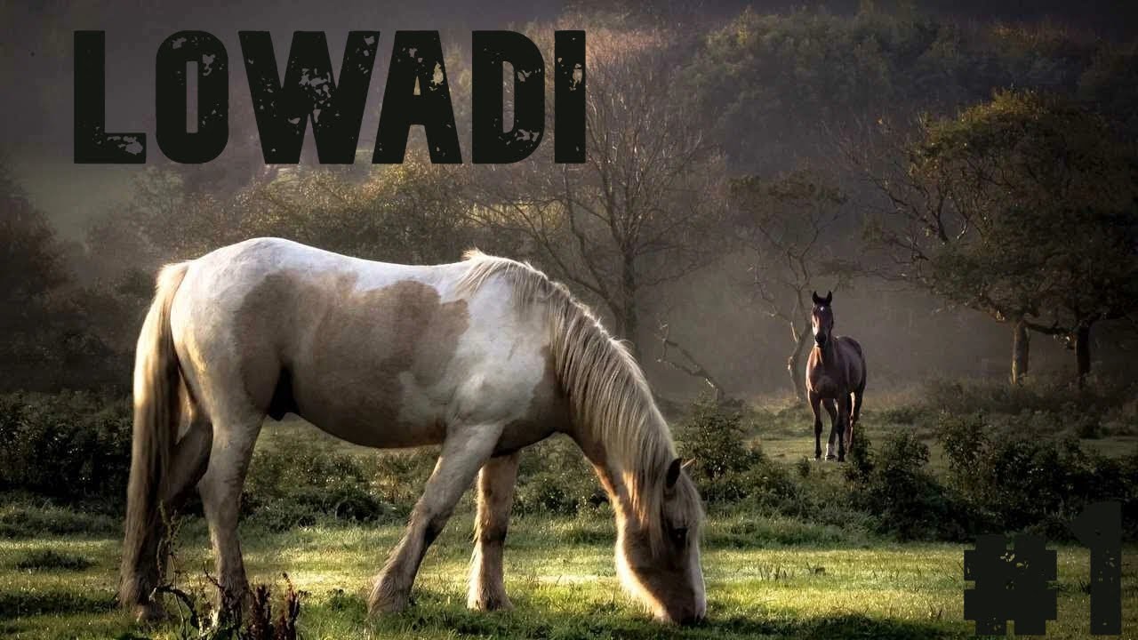 Lowadi #1 Неожиданно но интересно