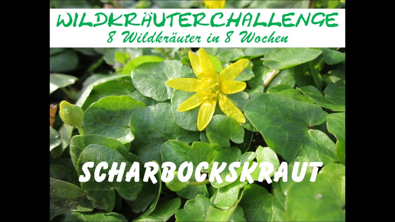 Wildkr&auml;uterchallenge Teil 1: Scharbockskraut