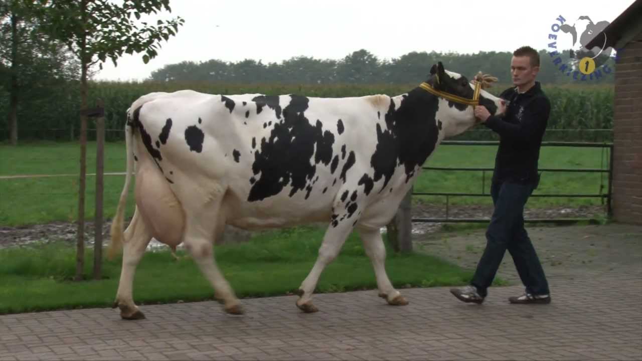 Aaltje 13 - Regelink - Koeverkiezing 2011 genomineerd