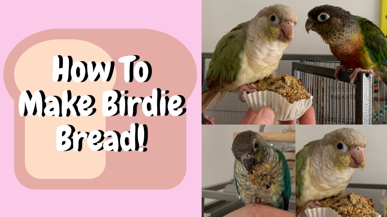 How To Make Bird Bread! | David's Cooking Special | TheParrotTeacher