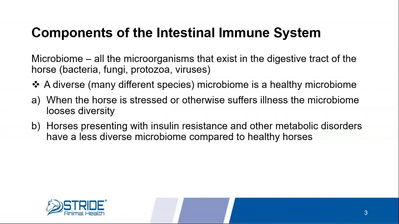 Allergies & Immune Health Support in Horses - by Stride Animal Health