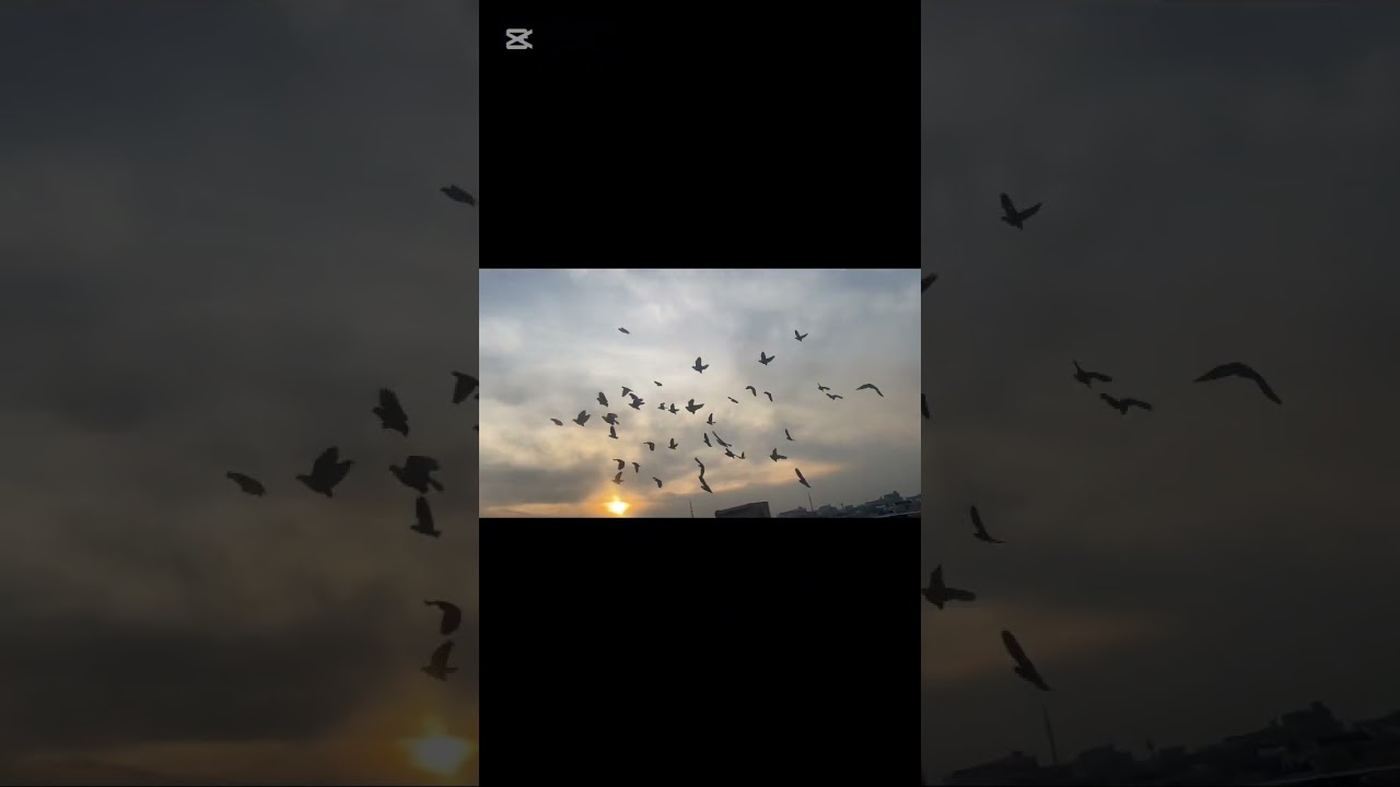 عدنه صيد 🤩🩶وباترنه الغربه وطيرتهن سويت خلطه بلاكل راح تفيدكم 😍استمتعو 