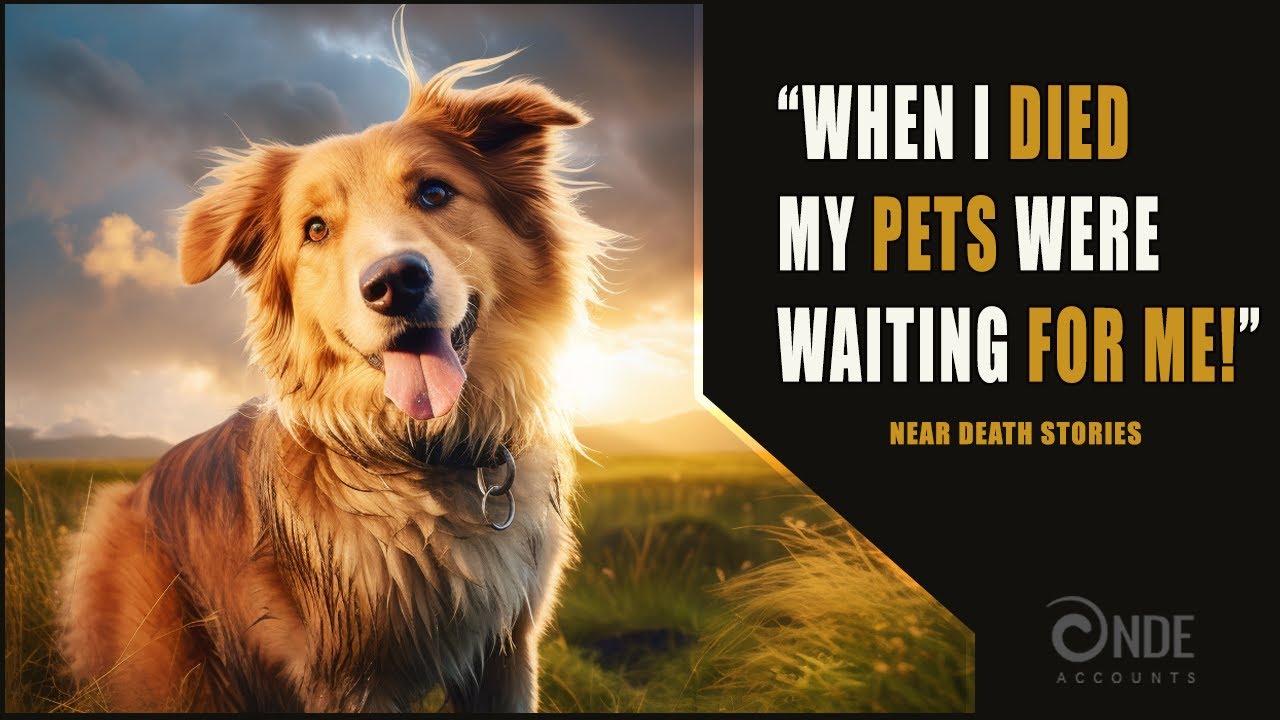 Narrated NDE Pet Stories | Near Death Experience Compilation (NDE)
