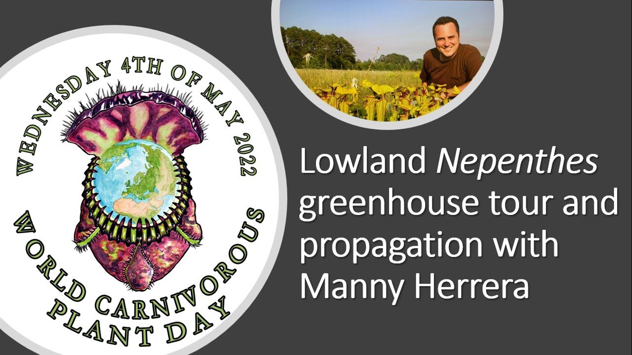 Lowland Nepenthes greenhouse tour and propagation with Manny Herrera