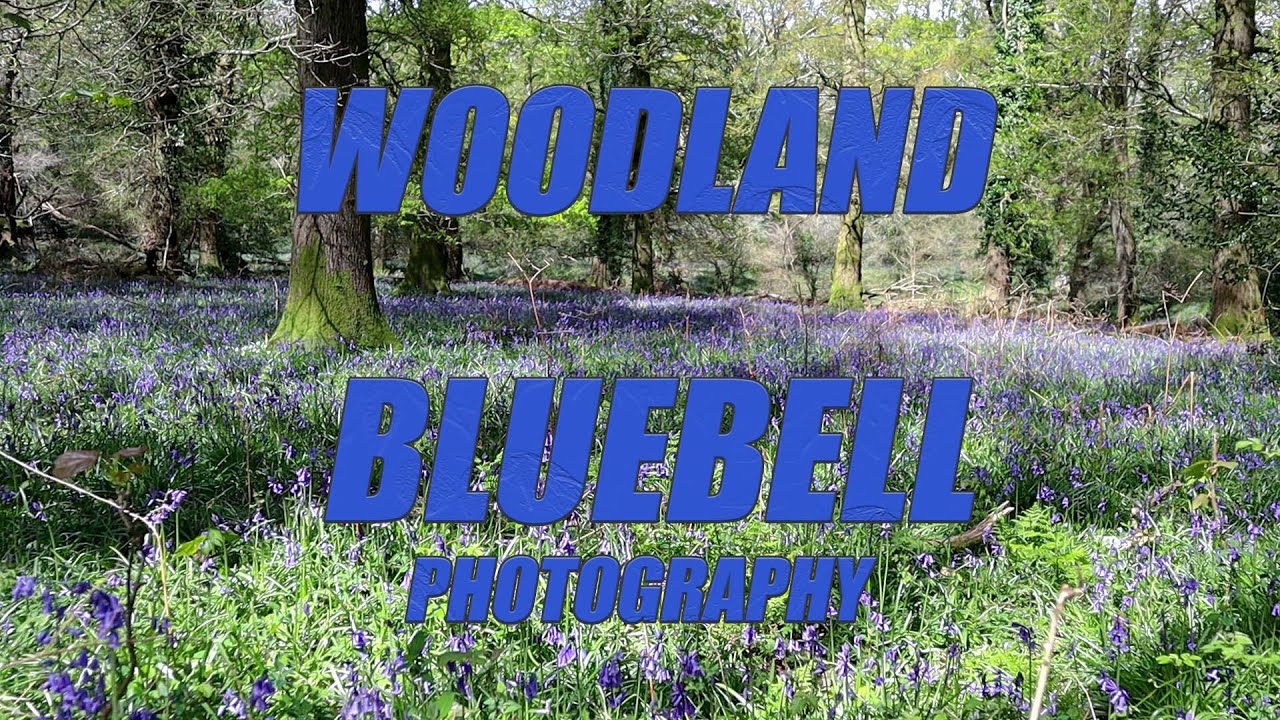 Beautiful Bluebells
