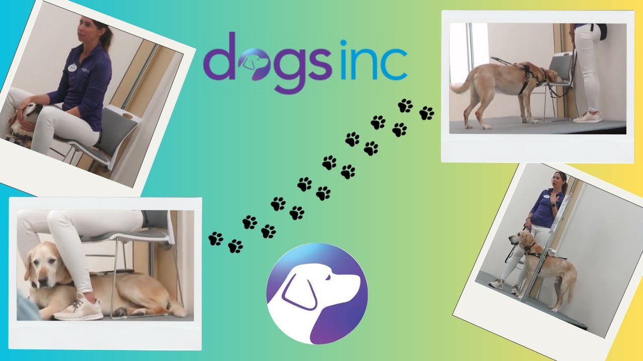 Dog's Inc Discovery Day 10/11/25 (pt.2)