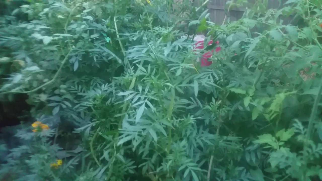 Companion plant marigold giant huge the biggest organic Grown flower I have