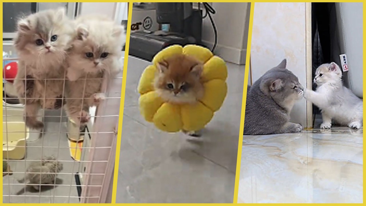 Boss Lầy Lội Hết Nấc! Khoảnh Khắc Gây Bão Mạng