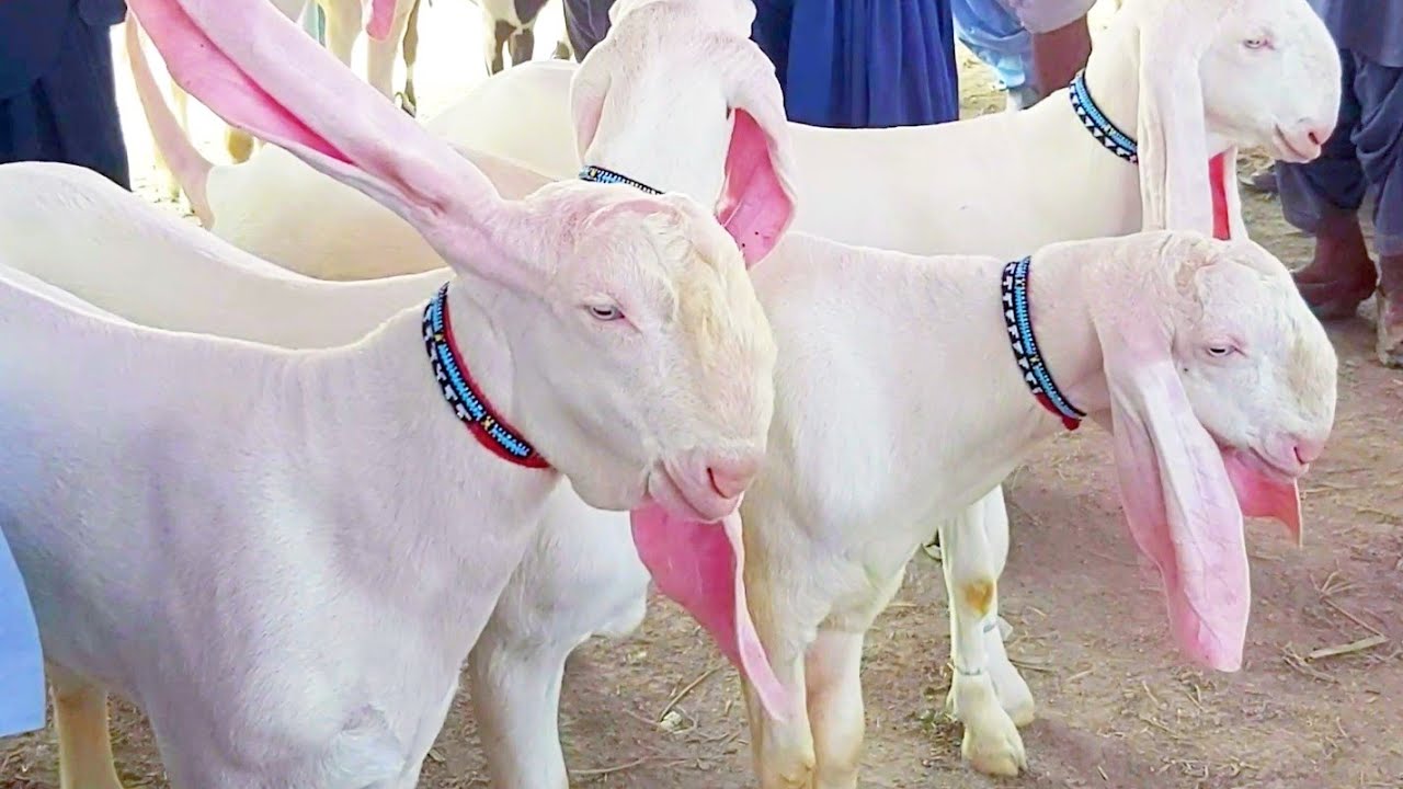 Rajin puri Goats Nukre gotas Gulabi goats|Goat Farming by Shahzaib Goat farm|VIP Rajan Puri bakrey