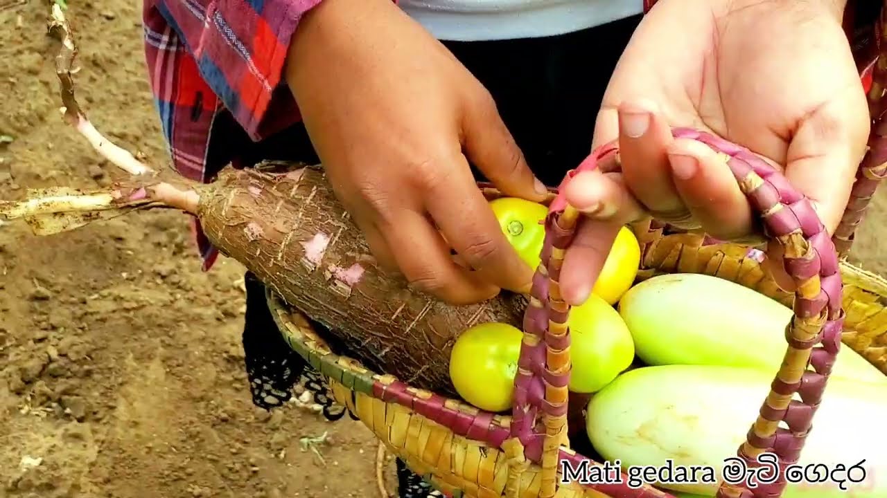 Cassava roti | මඤ්ඤොක්කා රොටී | new resipe... manioc roti...