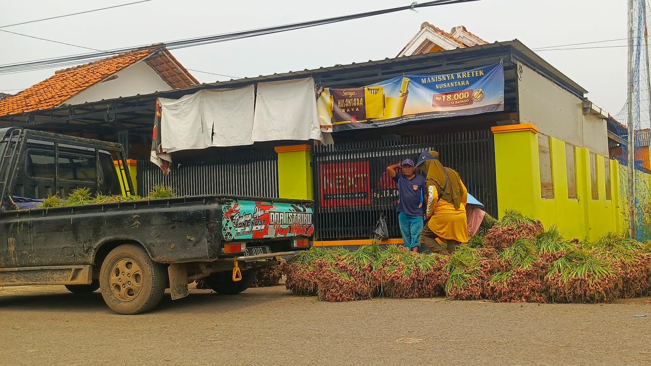 🔴LIVE PANEN BAWANG DI DESA PANGENAN CIREBON