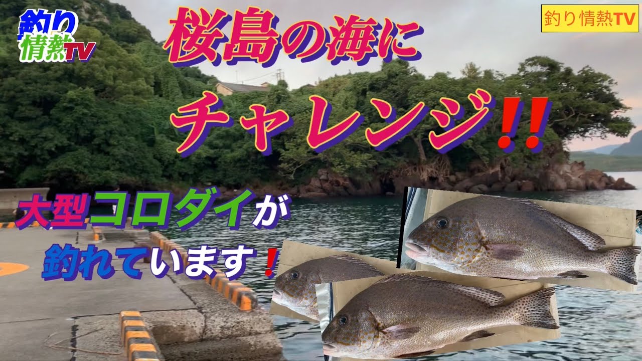 鹿児島桜島の海❗️　大型コロダイが釣れる！と聞いてチャレンジ❗️#釣り情熱TV#鹿児島釣り #ショアジギング#カゴ釣り