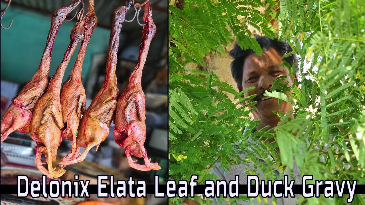வாதத்தை விரட்டும் வாதநாராயணன் கீரை துவையலும்,வாத்து கறி குழம்பும் -Delonix elata leaf and duck gravy
