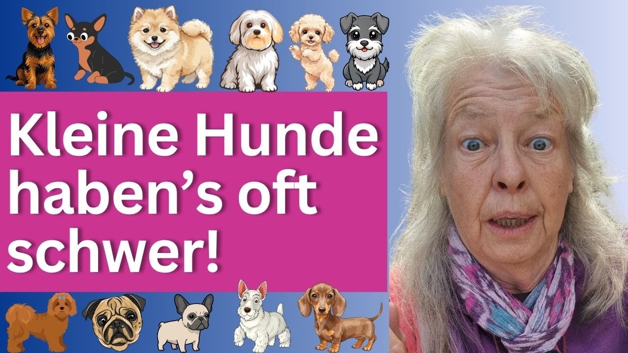 Mini-Hund als Anf&auml;ngerhund? Hundetrainerin r&auml;t: Nicht jede kleine Hunderasse ist geeignet!