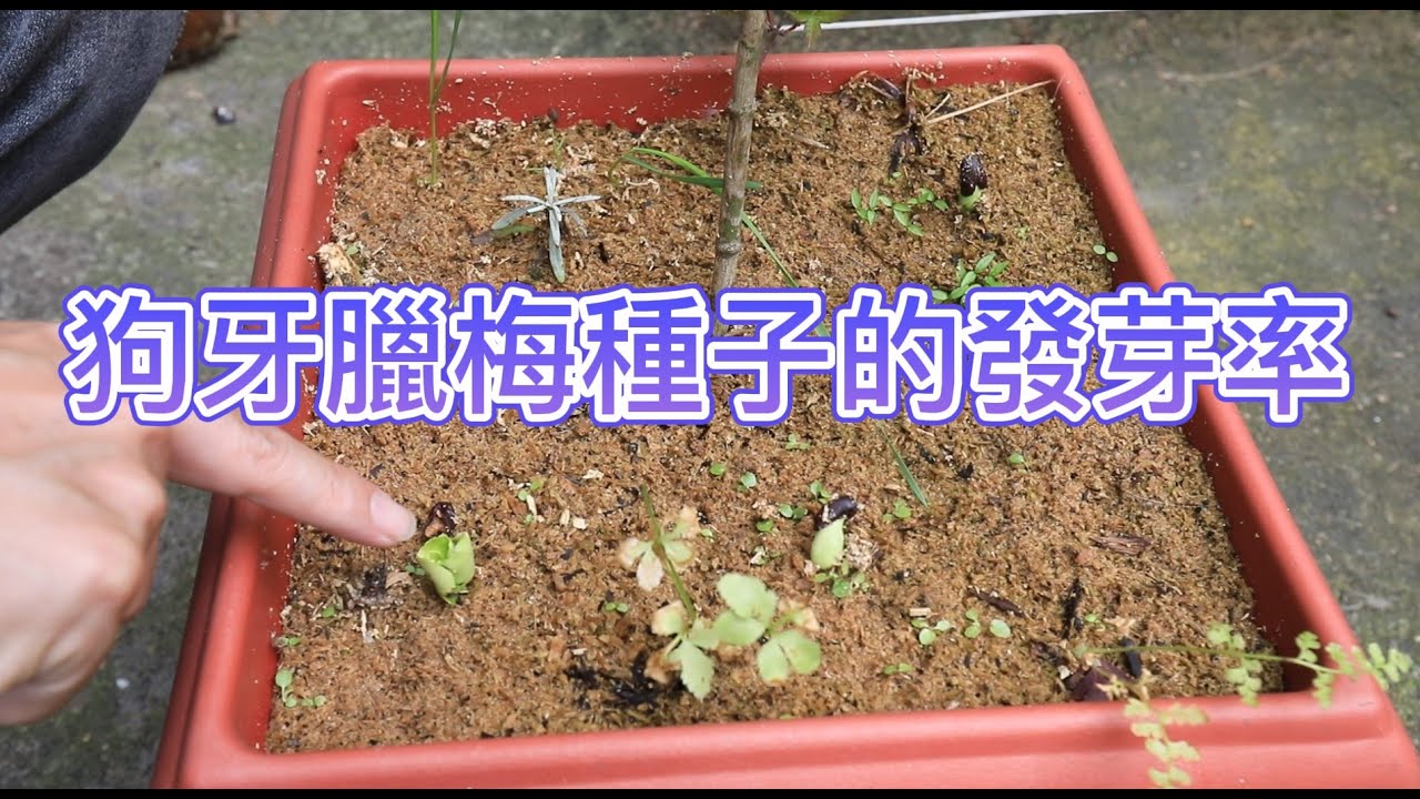 狗牙臘梅種子的發芽率【2023/05/06】