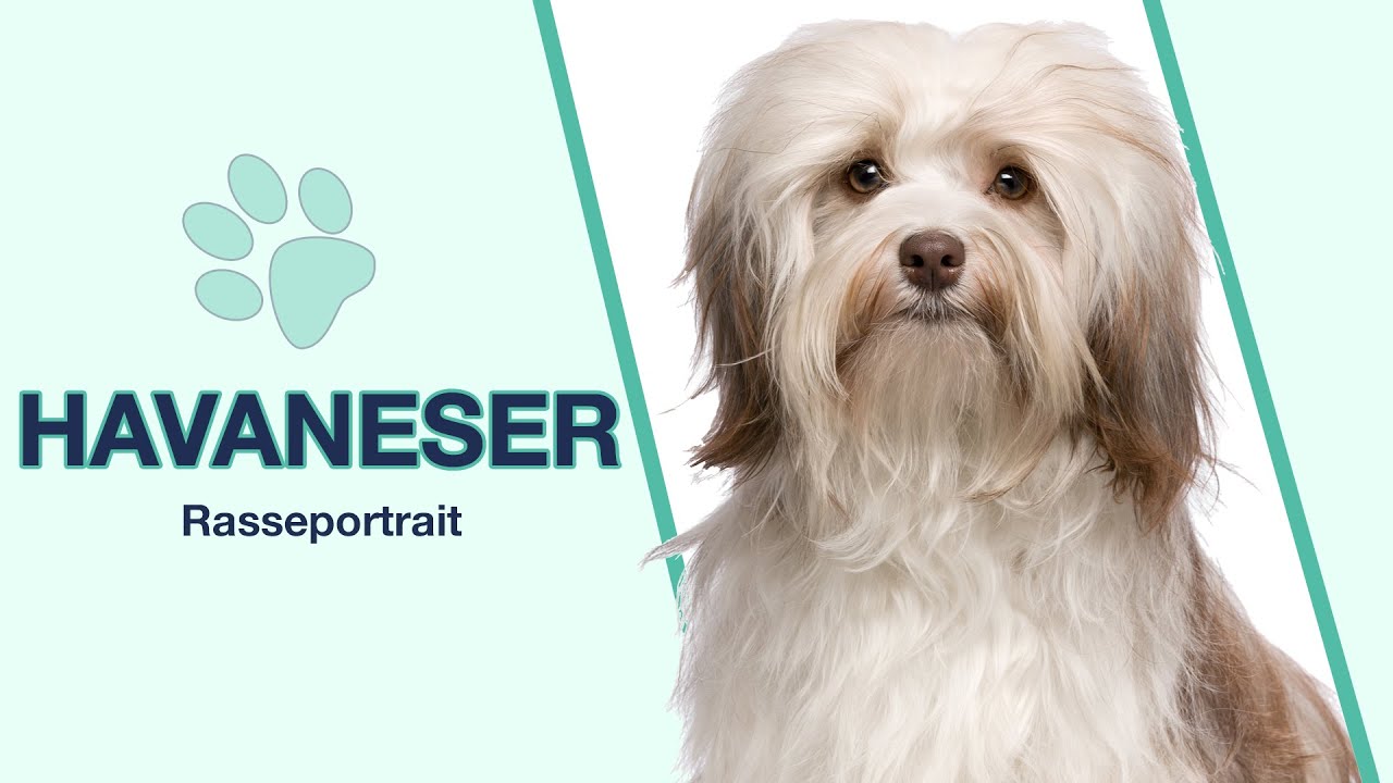 Havaneser im Rasseportrait | Ein idealer Therapiehund?