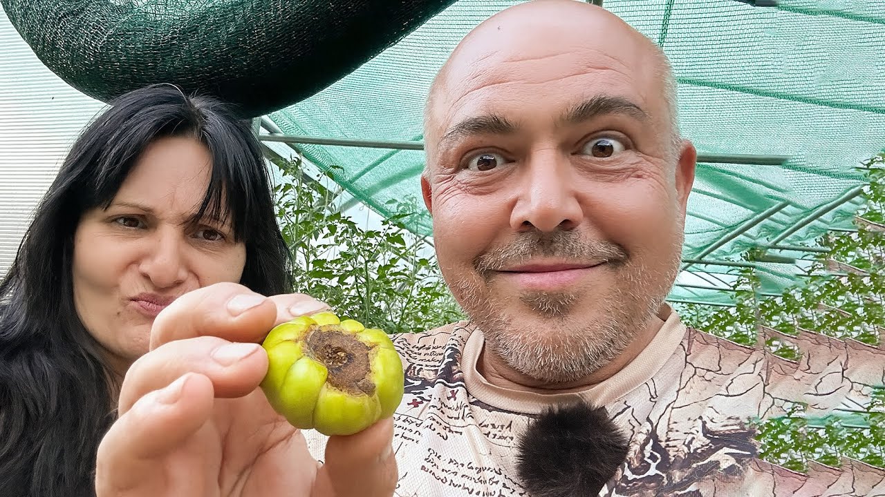 Върхово гниене по доматите – как да го излекуваш навреме