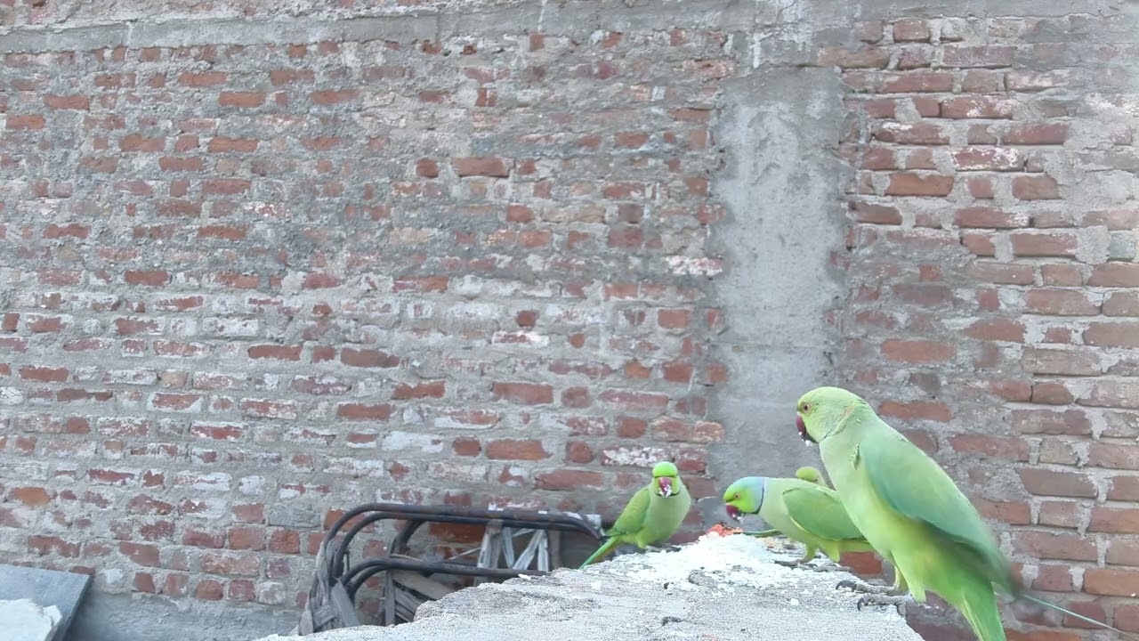 Parrotsfeeding ‎@ParrotX2  ‎@I_AM_PPARROT 
