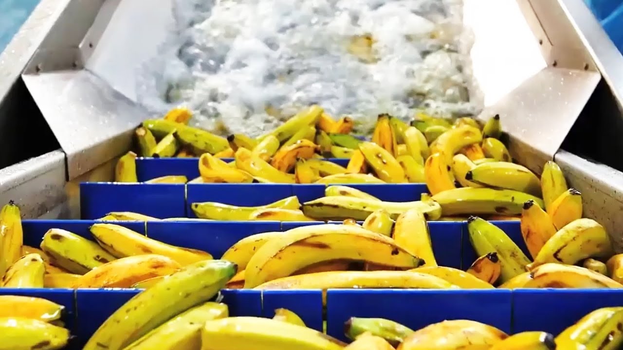 Amazing food machines and processing processes | 12