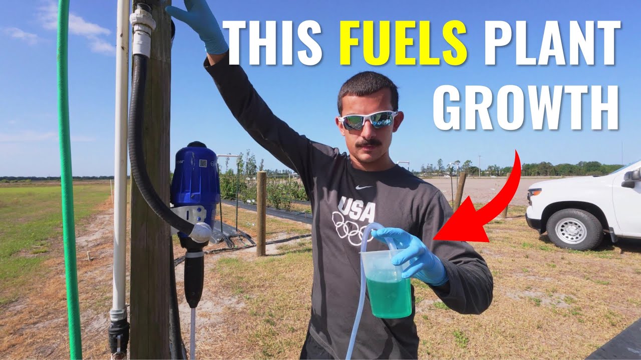 A Day of Fertigation | Blackberry, Cantaloupe & Tomato | HortLab Vlog