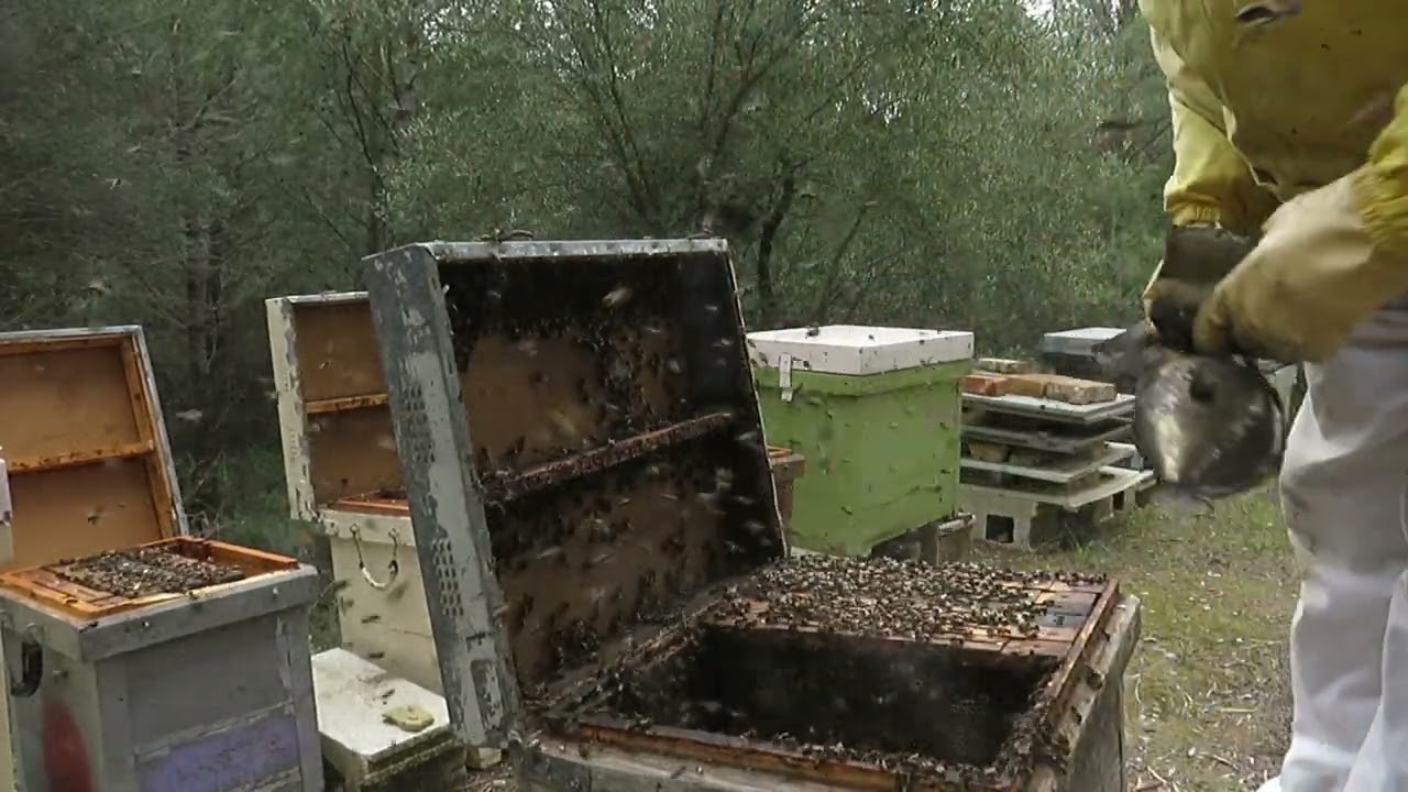 video particion colmena de los palacios en 3 colmenillos en la semilla 25 2 22
