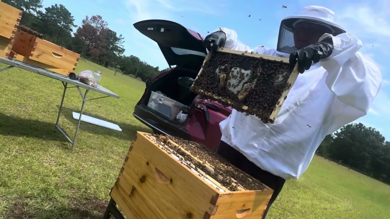 5th Hive Inspection