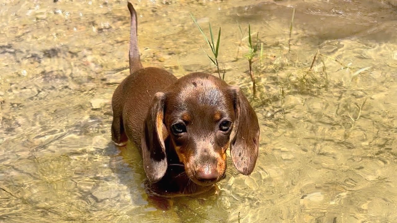 On holiday with a Mini Dachshund puppy- To Grasse.