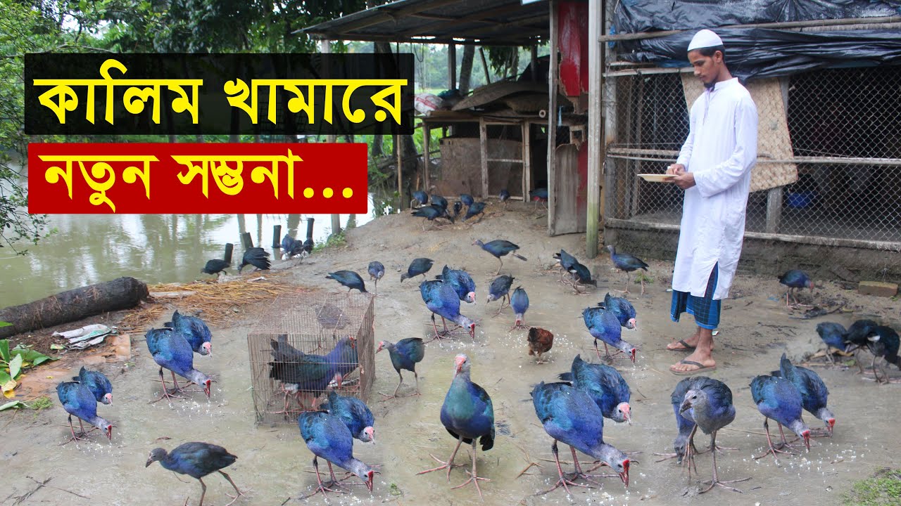 কালিম পাখি পালন - মাদ্রাসা ছাত্র সাগর ভাইয়ের বাড়ির আঙ্গিনায় ভালোবাসার কালিম পাখির খামার...