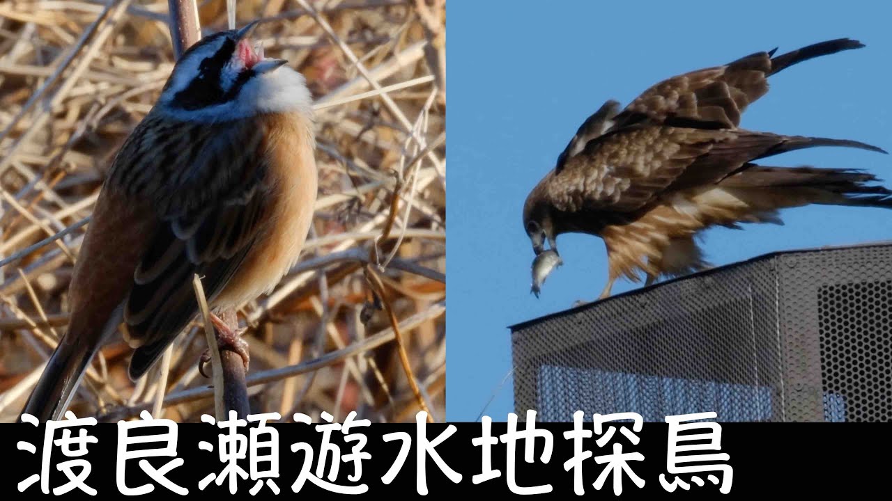 12月22日 渡良瀬遊水地 歩いて探鳥