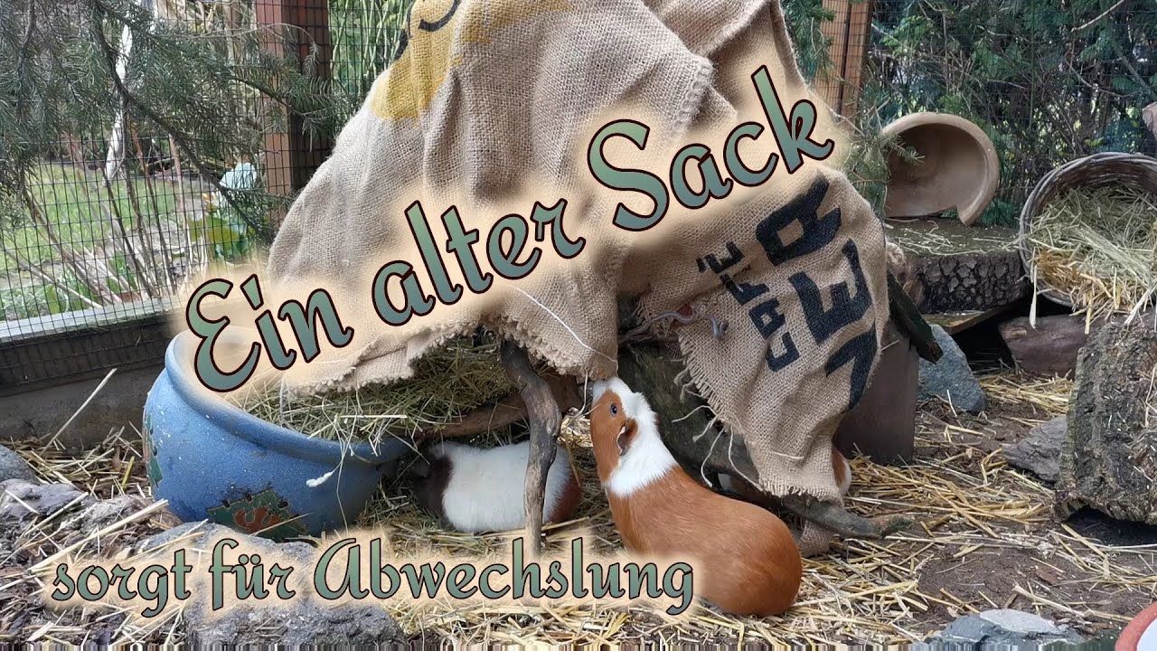 Ein alter Sack (Fränki?) bringt Abwechslung bei den Meerschweinchen / Putztag in der Voliere