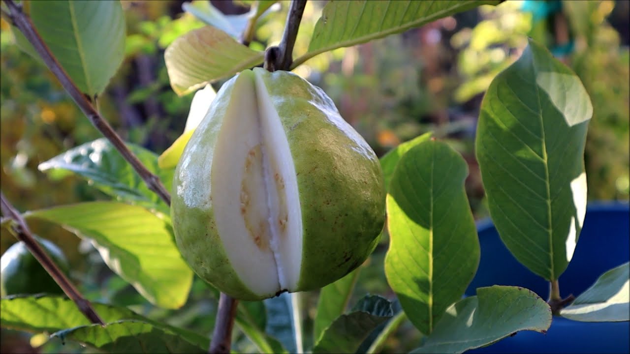 2nd years pick, taste, and test my tropic white guava fruit from airlayer