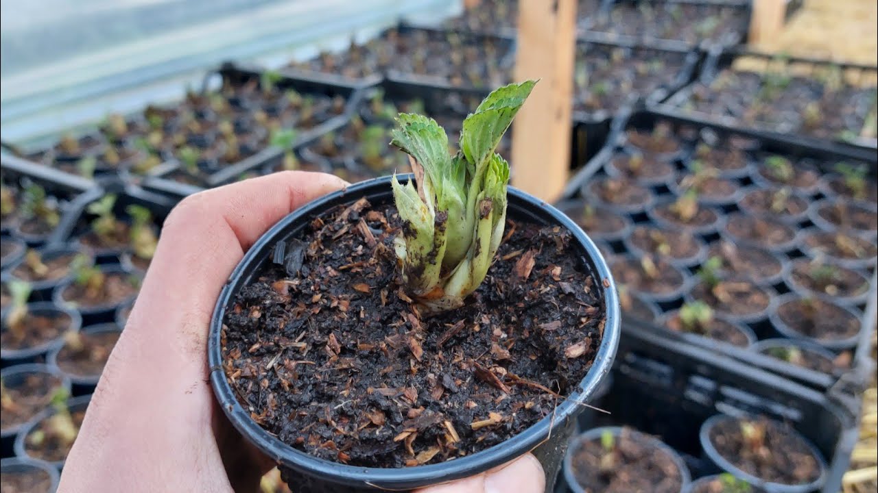 Закладываем 