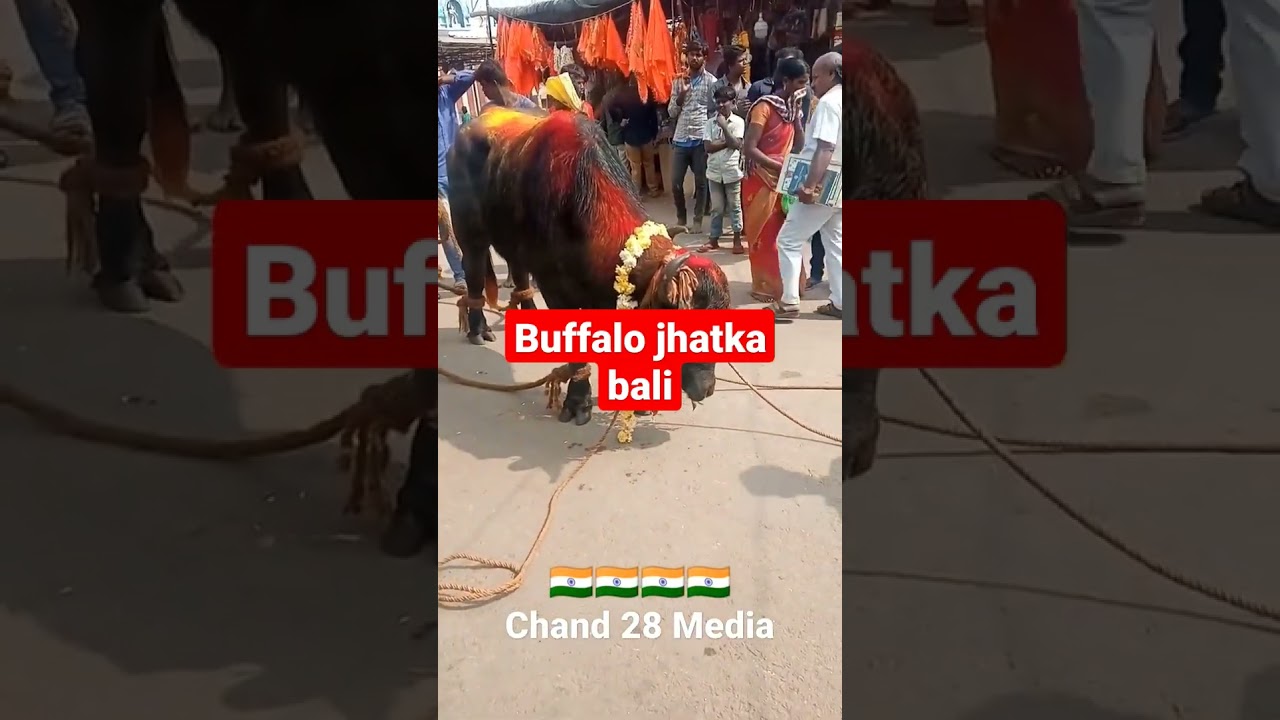 Buffalo😱 jhatka Bali 😱#qurbanistatus #bali #shorts Raham akki videos
