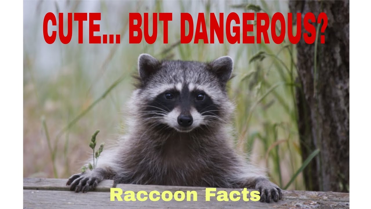 Raccoon Facts: Why This Cute Animal is Actually Very Dangerous 
