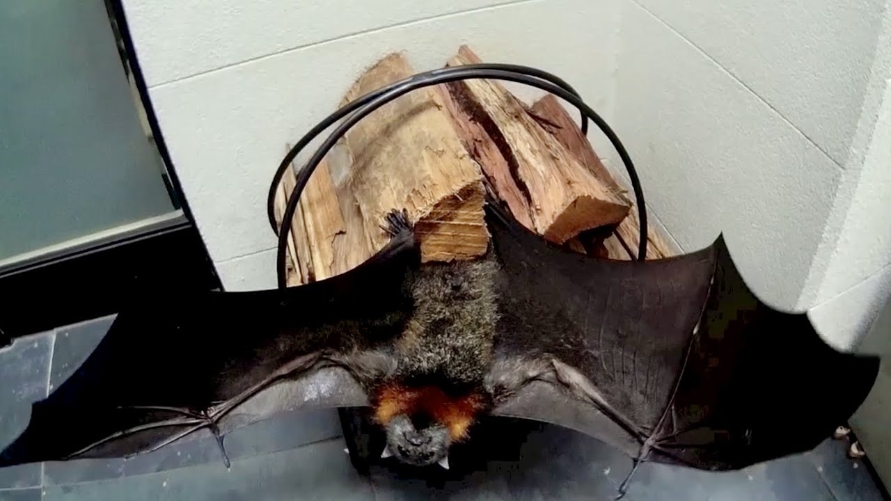 Rescuing a flying-fox in a courtyard:  this is Rozza