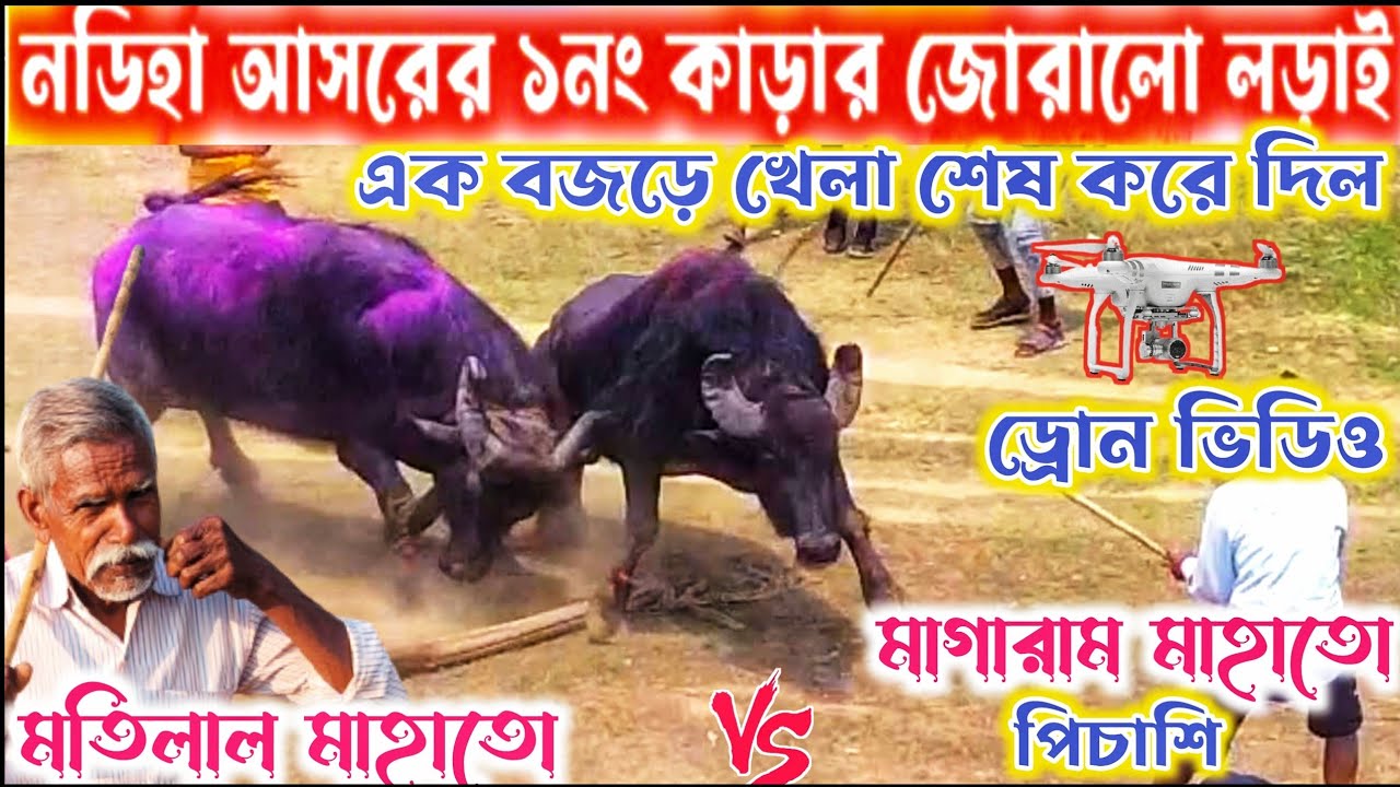 নডিহা আসরের ১নং কাড়ার জোর বজড়ের লড়াই  একেই বজড়ে খেলা শেষ করে দিল/মতিলাল মাহাতো vs মাগারাম মাহাতো