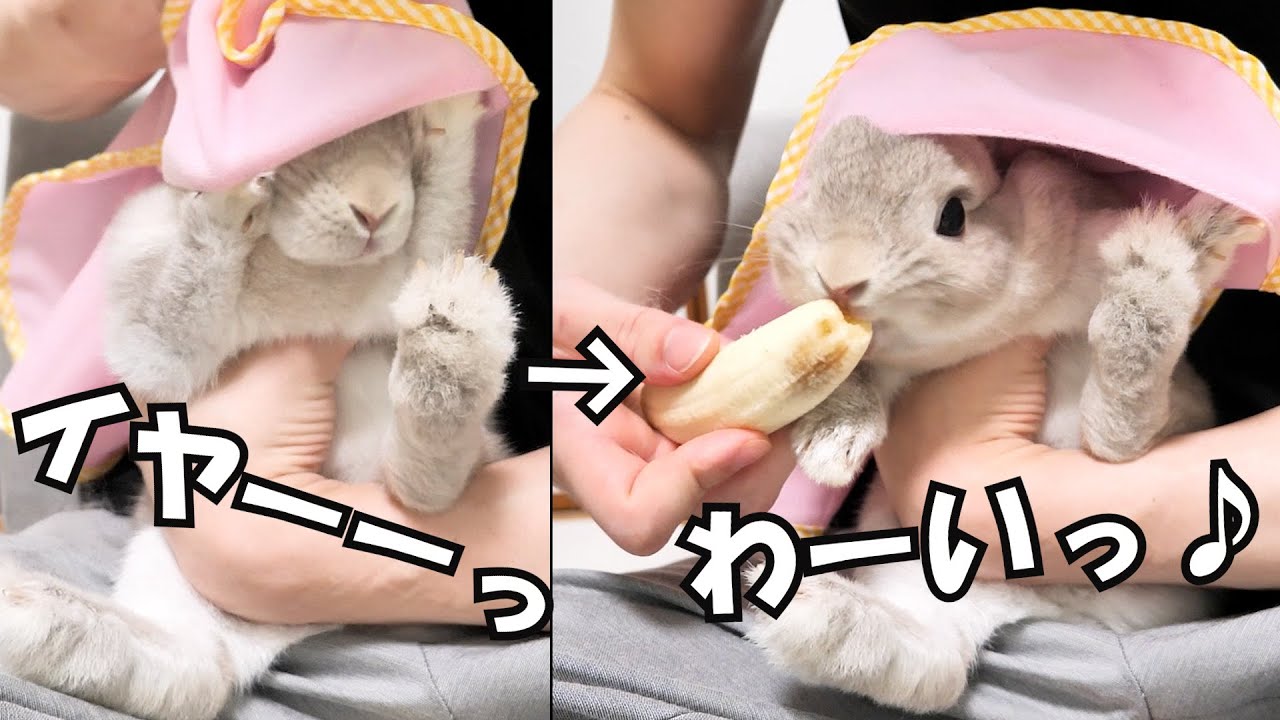 この世で一番苦手な爪切り中でも、バナナが出てくると一瞬でイヤなことを忘れちゃうウサギさん